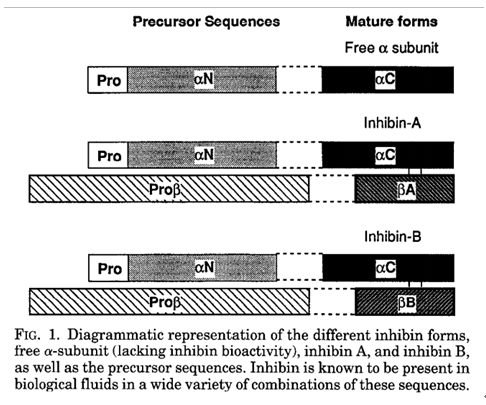 抑制素分泌.png 抑制素分泌.png