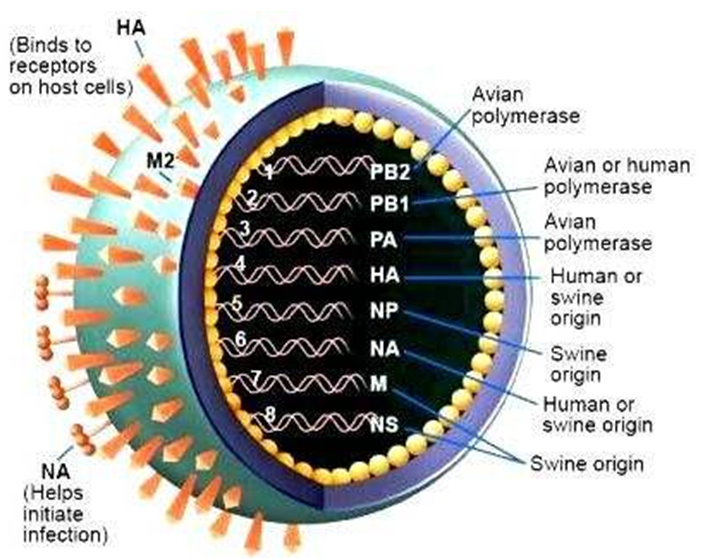 流感病毒.png 流感病毒.png